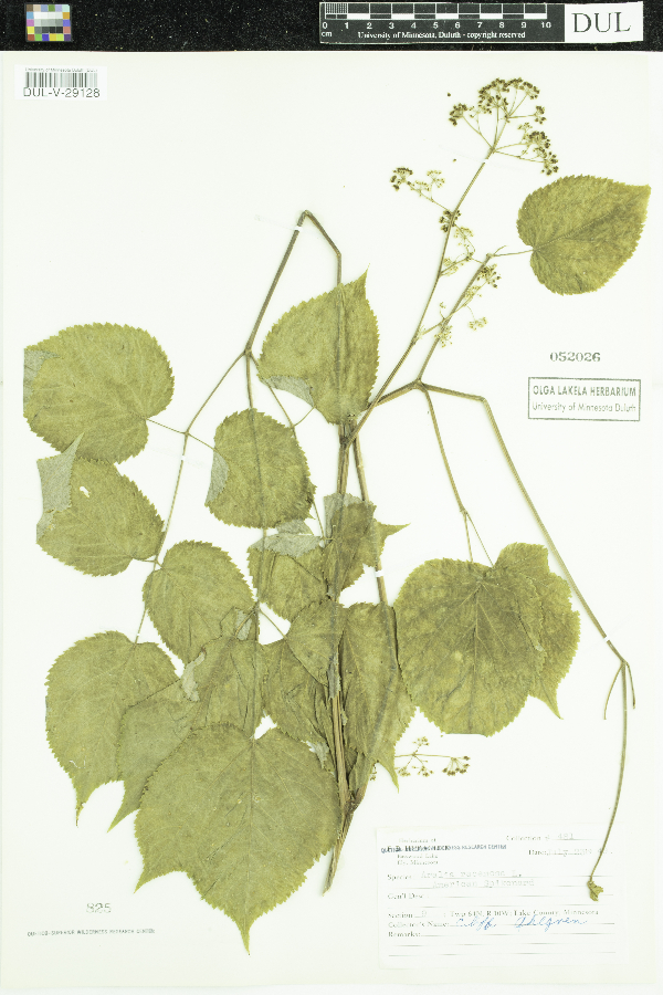 Aralia racemosa image