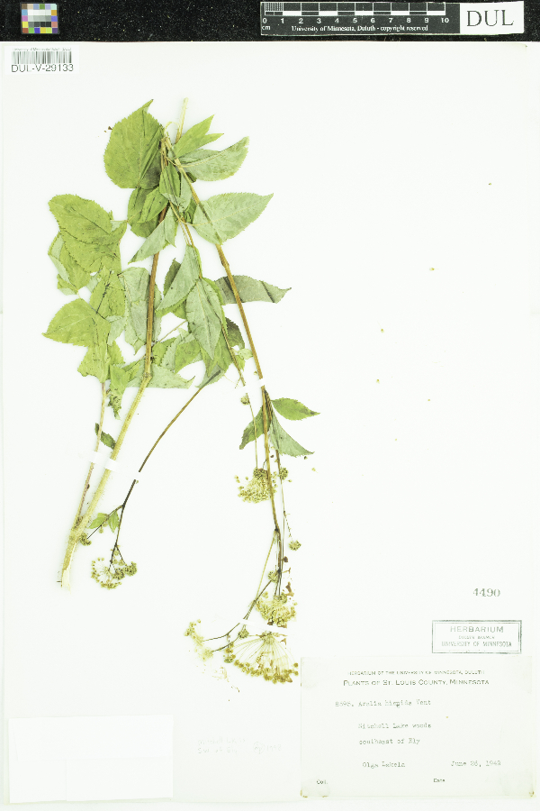 Aralia image