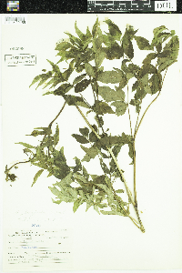 Aralia nudicaulis image