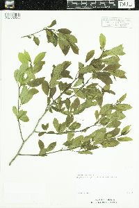Ilex mucronata image