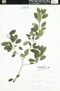 Ilex mucronata image
