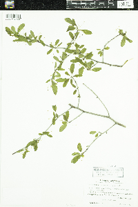 Ilex mucronata image