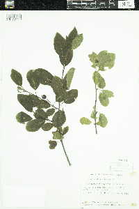 Ilex mucronata image