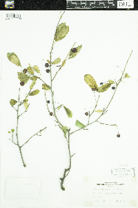 Ilex mucronata image
