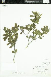 Ilex mucronata image