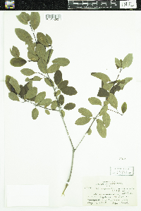 Ilex mucronata image
