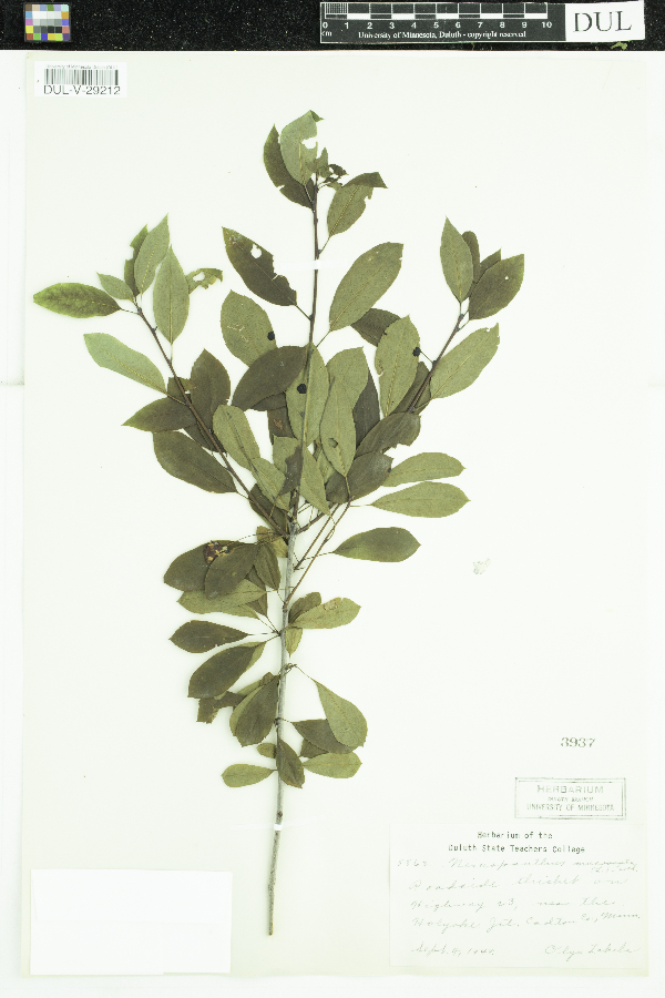 Ilex mucronata image