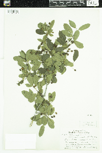 Ilex mucronata image