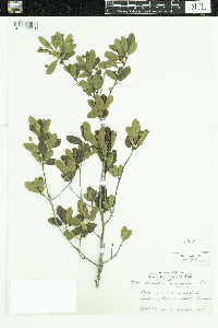 Ilex mucronata image