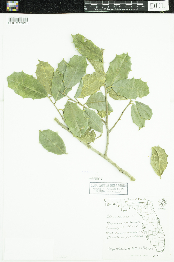 Ilex opaca image