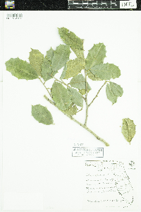 Media resource of Ilex opaca