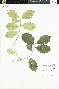 Ilex opaca image