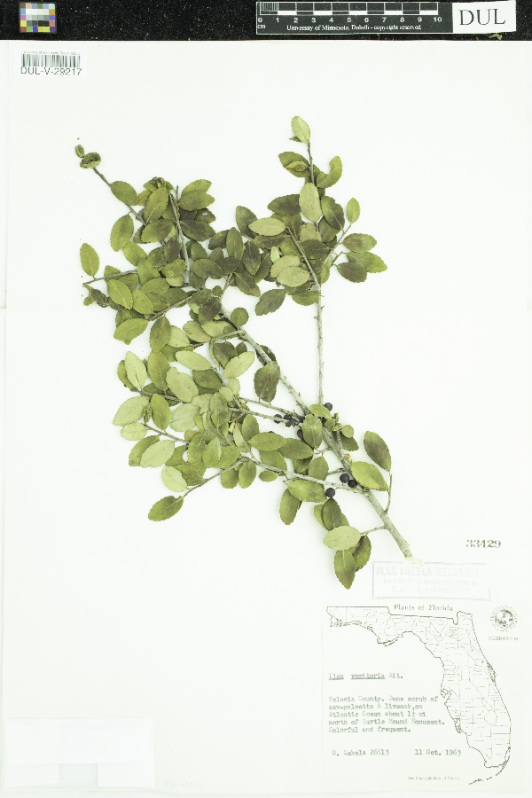 Ilex vomitoria image