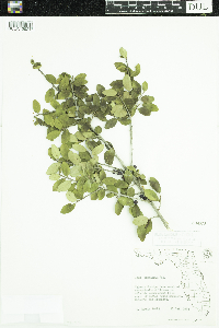 Media resource of Ilex vomitoria