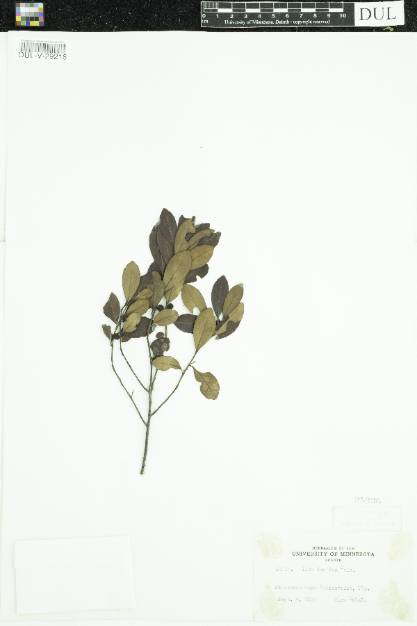 Ilex decidua image
