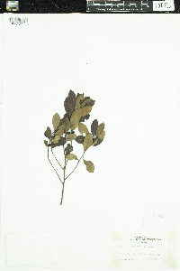 Media resource of Ilex decidua