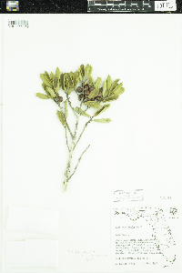 Ilex opaca image