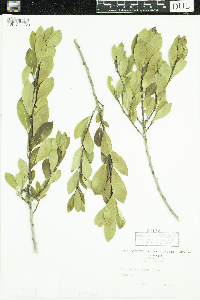 Media resource of Ilex coriacea