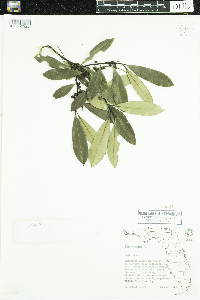Media resource of Ilex cassine
