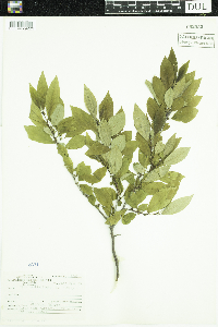 Ilex verticillata image