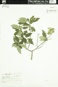 Ilex verticillata image