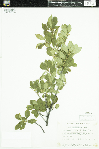 Ilex verticillata image