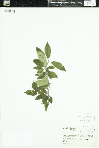 Ilex verticillata image