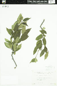 Ilex verticillata image