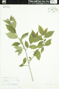 Ilex verticillata image