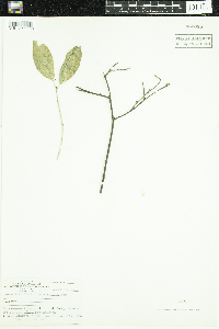 Ilex verticillata image