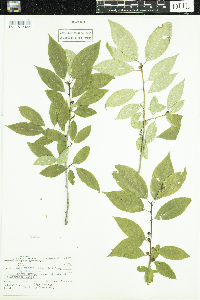 Ilex verticillata image