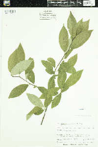 Ilex verticillata image