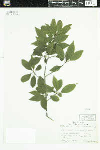 Ilex verticillata image