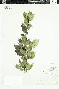 Ilex verticillata image
