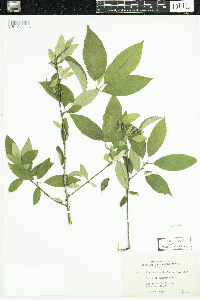 Ilex verticillata image