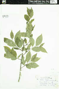 Ilex verticillata image