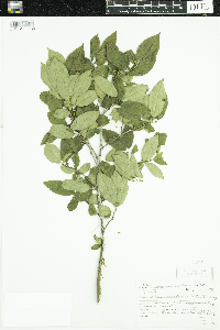 Ilex verticillata image