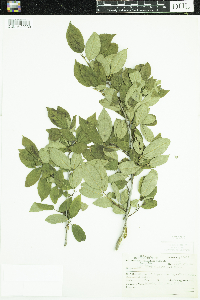 Ilex verticillata image