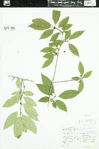 Ilex verticillata image