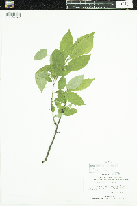 Ilex verticillata image