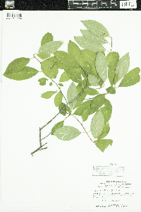 Ilex verticillata image