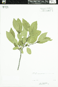 Ilex verticillata image