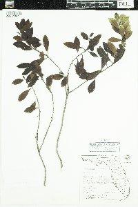 Ilex glabra image