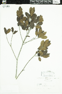 Ilex glabra image