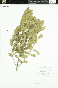 Ilex glabra image