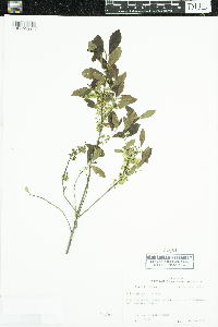 Ilex glabra image