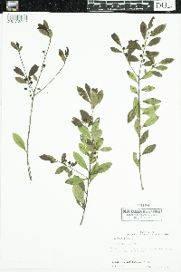 Ilex glabra image