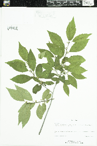 Ilex verticillata image