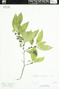 Ilex verticillata image