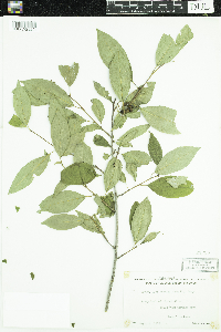 Ilex verticillata image